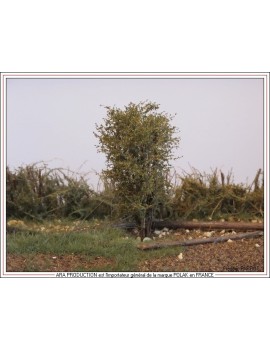 Arbre multi-troncs 8 - 10 cm automne