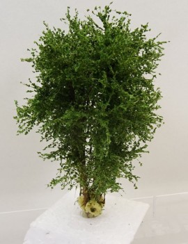Arbre multi-troncs 8 - 10 com vert printemps